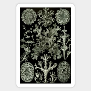 Naturalist Lichen Sticker